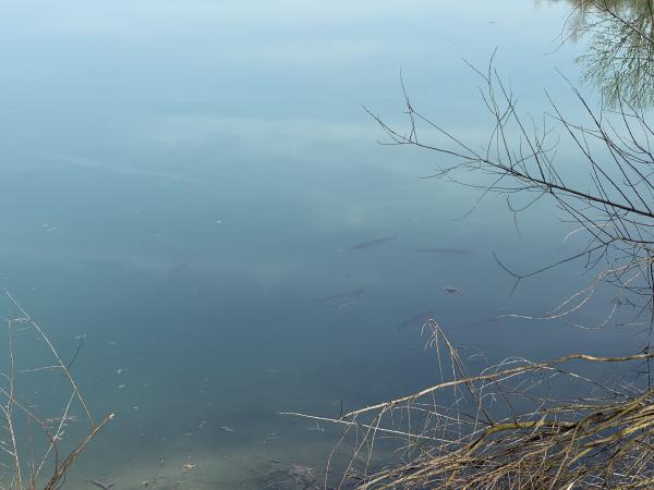 Hurlacher See – Bild 12
