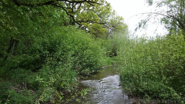 Unterer Wiesbach – Bild 4