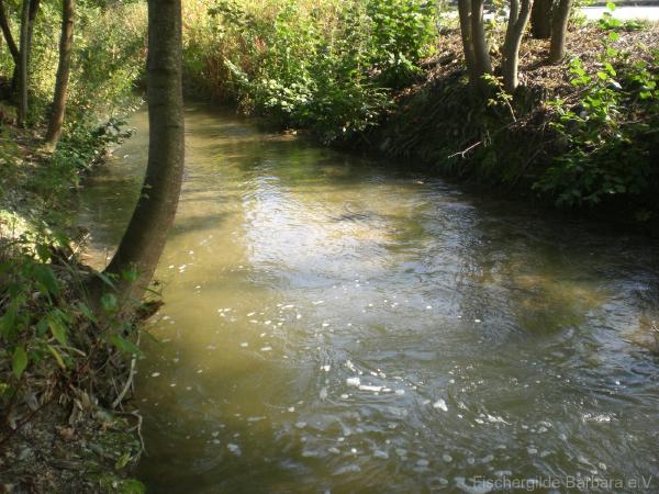 Unterer Wiesbach – Bild 6