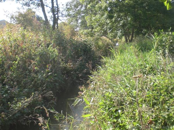 Unterer Wiesbach – Bild 7