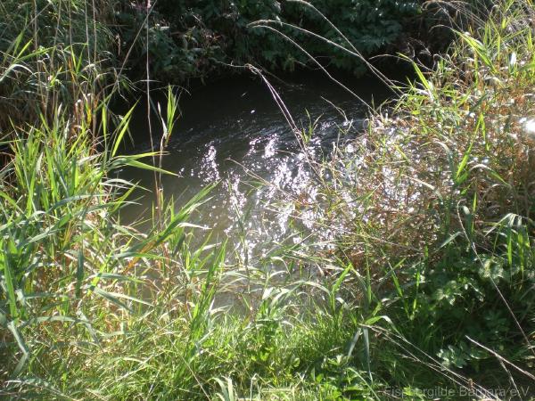 Unterer Wiesbach – Bild 8