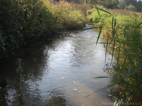 Unterer Wiesbach – Bild 10