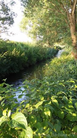 Wiesbach bei Mittelstetten – Bild 5